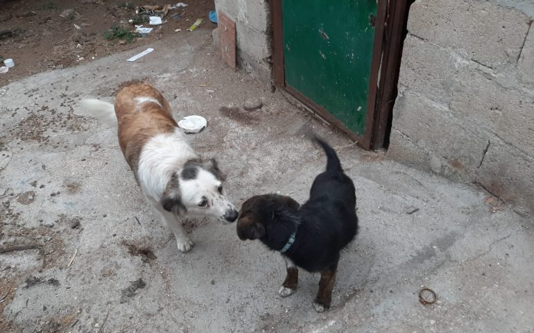 Dorgali, due cani cercano casa. La sindaca Fancello: “È deceduto il padrone, qualcuno li vuole adottare?”