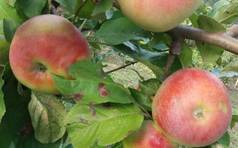 Ussassai, le mele Trempa Orrubia ricevono il marchio dei prodotti tradizionali