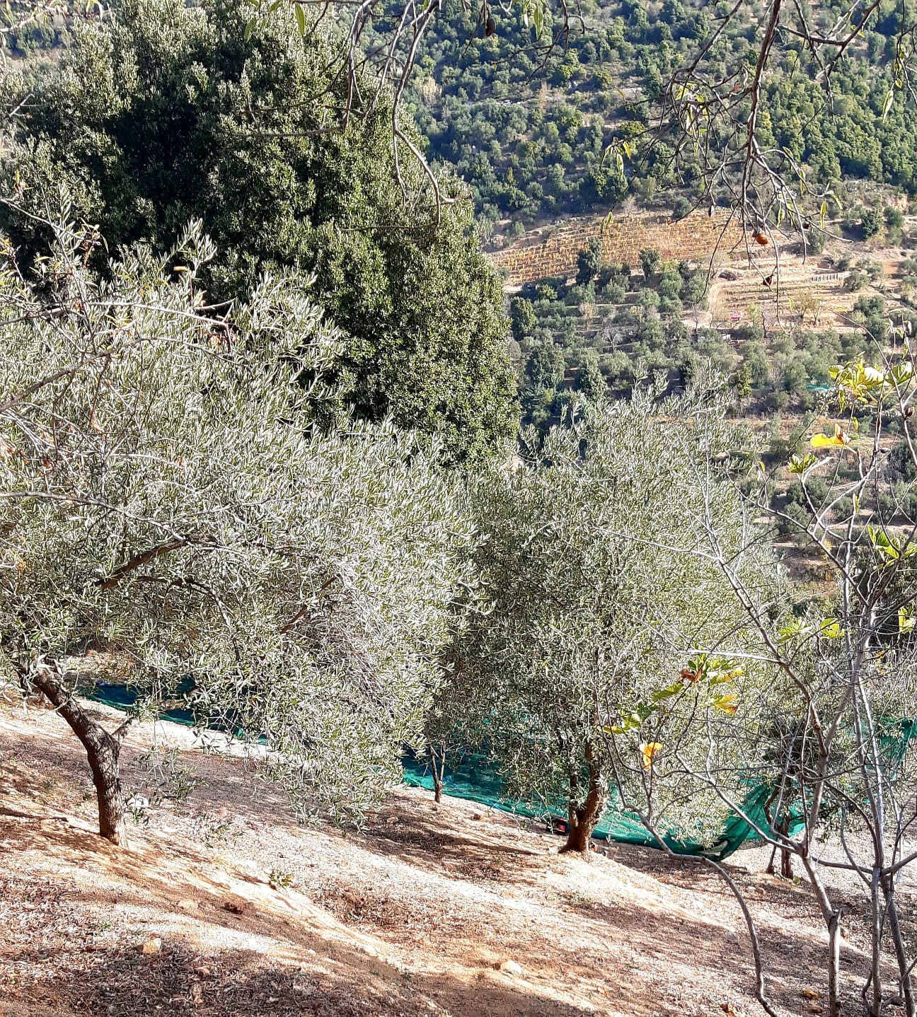 Raccolta delle olive