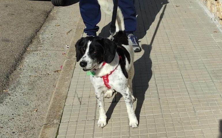 Cani a spasso dopo le 22? Sì ma solo se non si può fare altrimenti, e va dimostrato