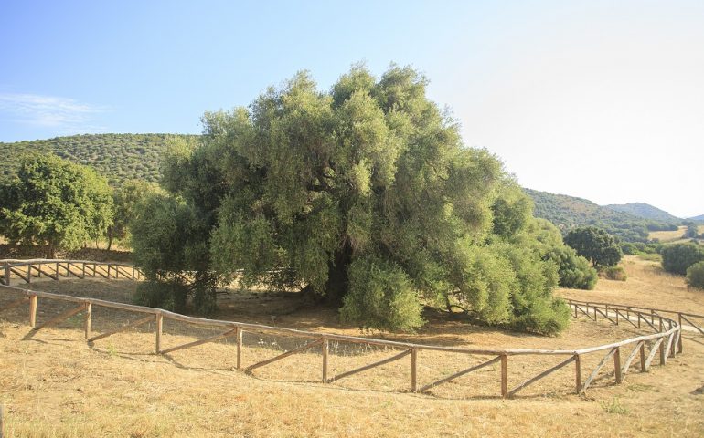 Antico ulivo millenario di Luras in Sardegna dell'età di 4000 anni