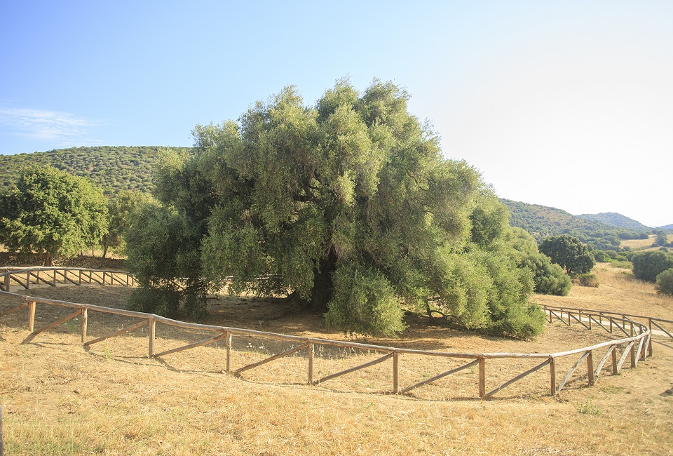 Antico ulivo millenario di Luras in Sardegna dell'età di 4000 anni