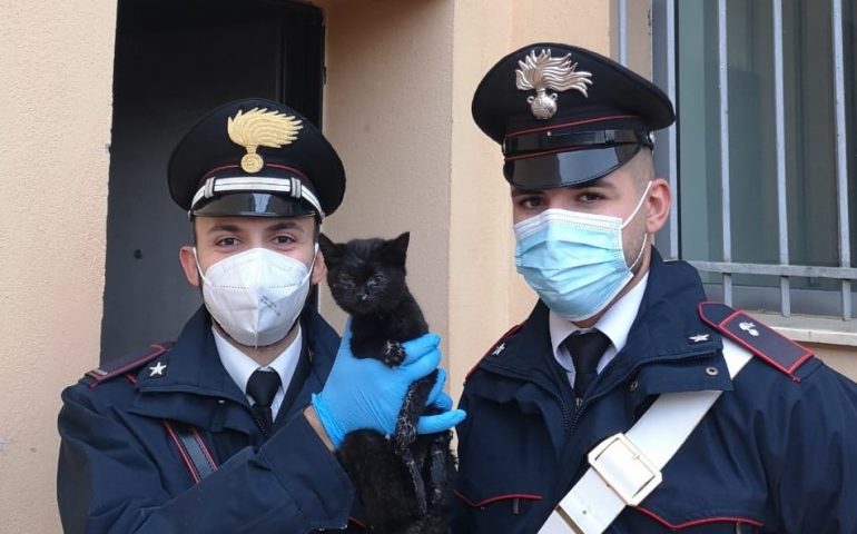Tonara, i carabinieri soccorrono un gattino abbandonato per strada