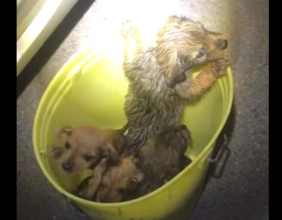 Crudelmente abbandonati in un secchio, bagnati fradici: 4 cuccioli in cerca di casa