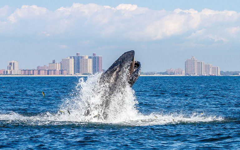 New York, avvistata balena davanti alla Statua della Libertà