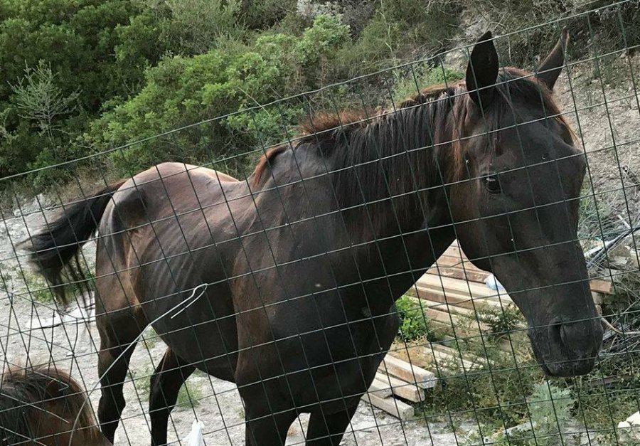 Foto associazione Horse Angels ODV