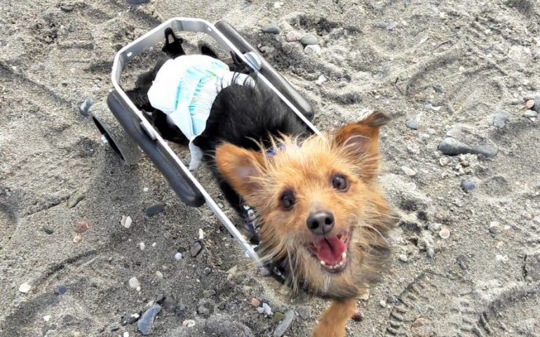 Ercolino, Wilma la gattina e Tabù: le adozioni che vanno oltre la disabilità e aprono le porte a un amore sconfinato