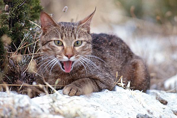Lo sapevate? Il gatto selvatico sardo, fu portato in Sardegna dai Fenici e vive solo nella nostra Isola