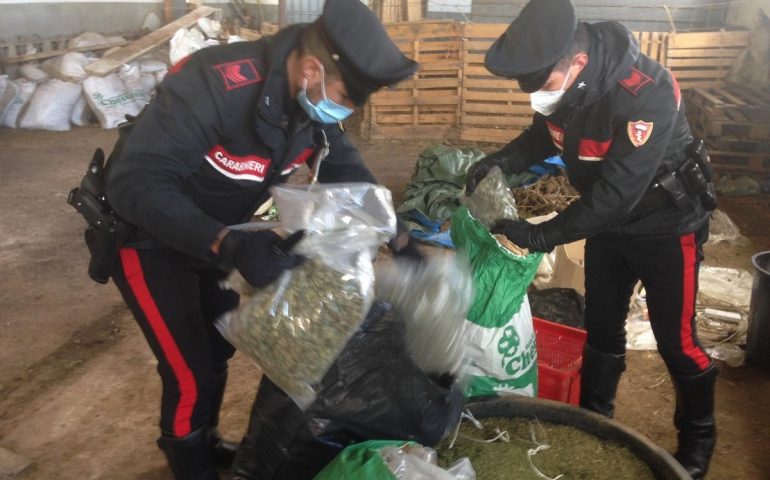 320 kg di marijuana nascosti in un’azienda agricola: clamoroso sequestro in Sardegna, arrestato un allevatore