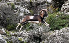 (FOTO) Il muflone, l’animale tra i più rappresentativi della Sardegna negli scatti di Elisabetta Meloni