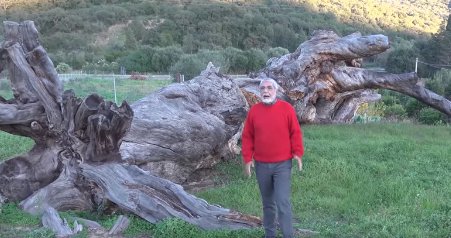 La raccolta fondi per un giardino naturale intorno al Pino Secolare di Fluminimaggiore, abbattuto dal vento