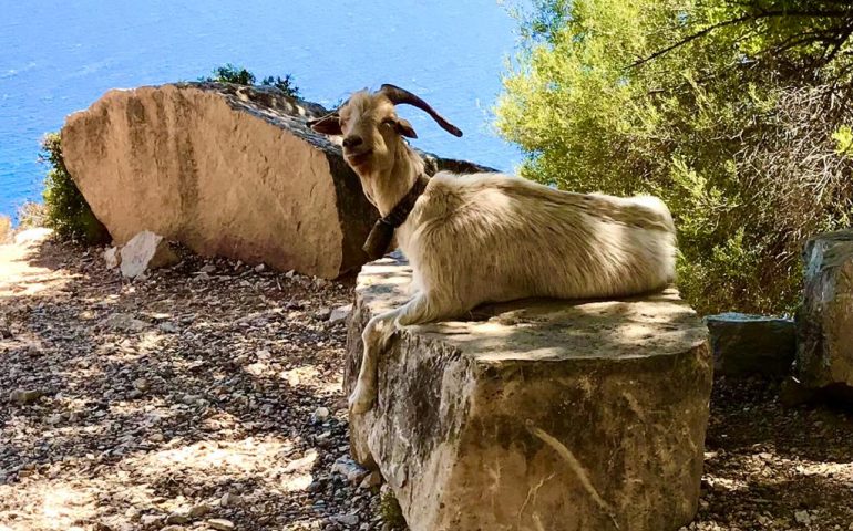 La foto del giorno. Baunei, una capretta all’ombra con la suggestiva cornice del mare d’Ogliastra