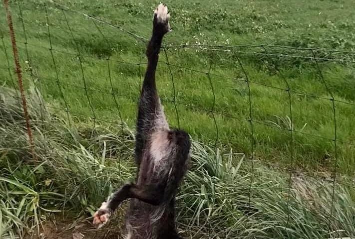 Sardegna. Recuperata con una zampa impigliata a una rete: la cagnetta, ricoverata, è in gravi condizioni