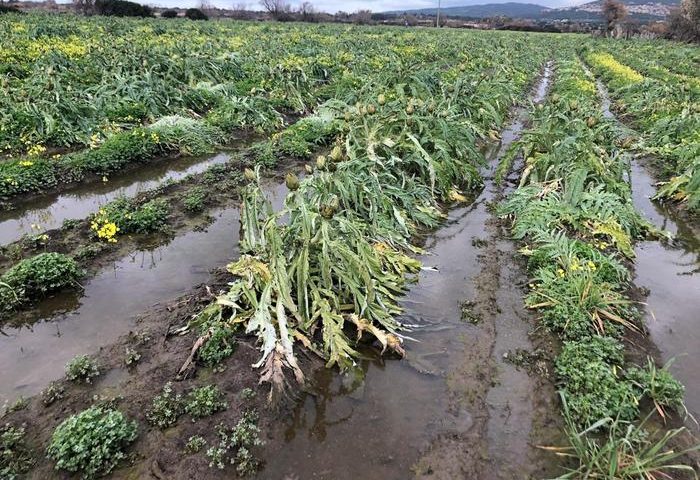 Maltempo, milioni di euro di danni per gli agricoltori sardi