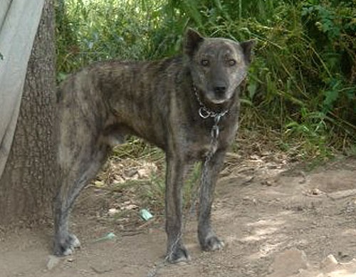 Sardegna, 8 cani “dogo sardo” con orecchie e coda mozzate: denunciato il proprietario