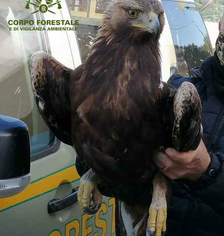 Aquila reale ferita soccorsa dal Corpo forestale a Oniferi