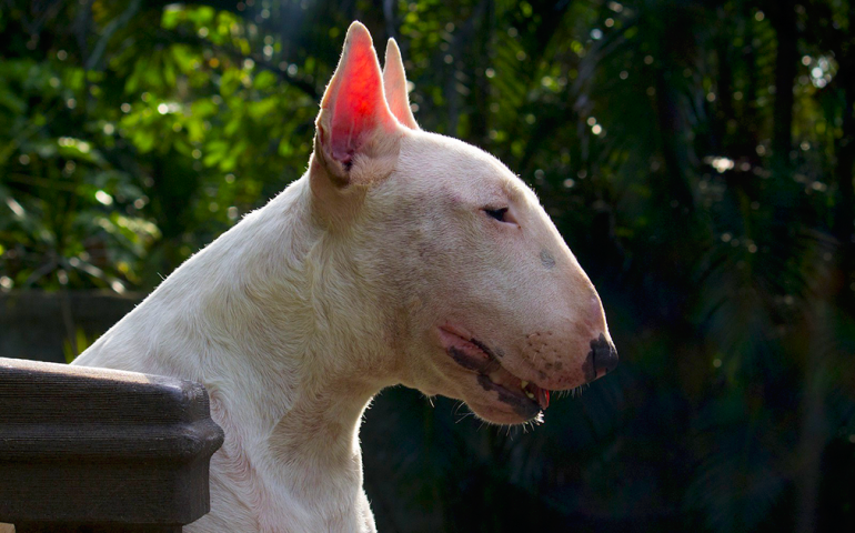 Ragazzo aggredito da un cane a Uta, i legali del padrone: “Ricostruzioni fuorvianti e non veritiere”