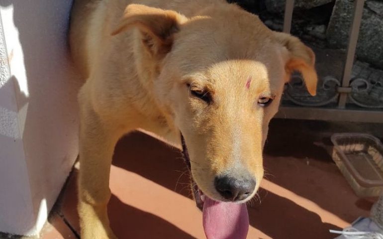 Tortolì, un cane resta incastrato in un cancello: lo salvano i Vigili del Fuoco