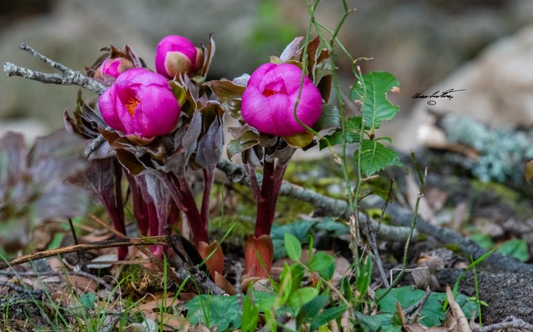 La foto del giorno. Timidi accenni di primavera in Ogliastra