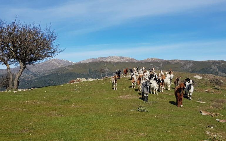 La foto dei lettori. Un gruppo di capre “curiose” in posa sui monti del Gennargentu