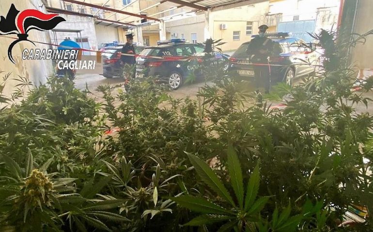 Sardegna, una serra di marijuana nella stanza di casa: 43enne in manette