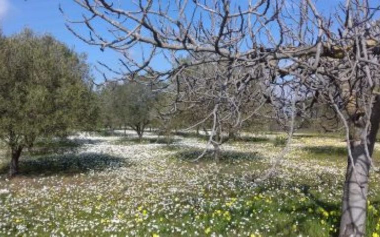 Meteo, freddo al capolinea: dalla settimana prossima temperatura da primavera