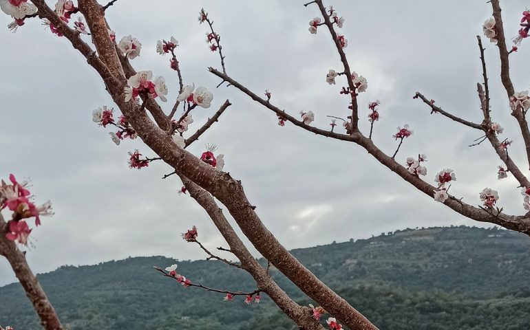 Le foto dei lettori. Promesse di primavera in Ogliastra