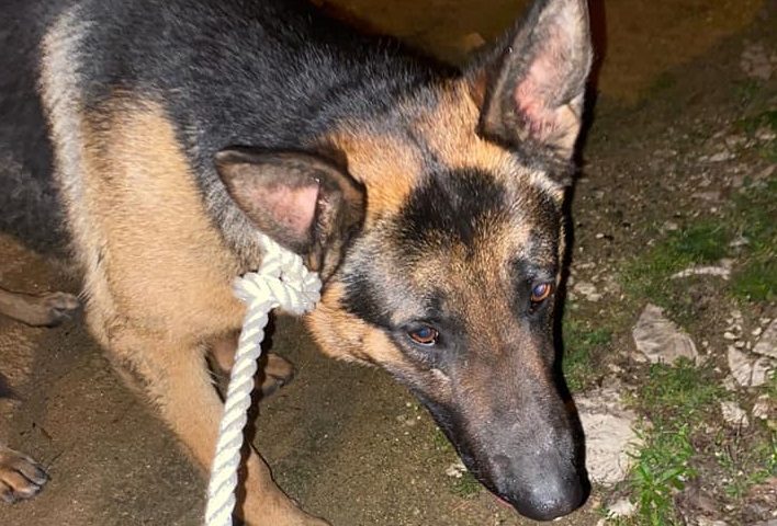 Lieto fine per il “cucciolone” recuperato ieri notte da ANPANA Ogliastra nella zona Artigianale di Tortolì