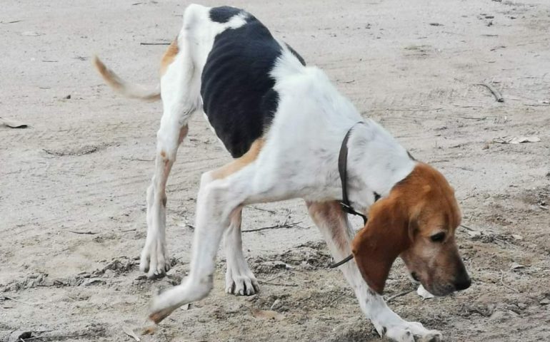 Ogliastra, trovato un cane nella spiaggia di Cea: appello sui social a chi l’avesse smarrito