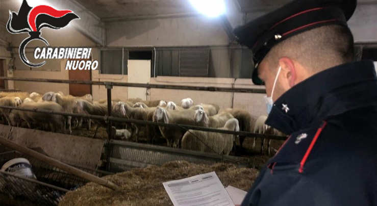 Provincia di Nuoro, 80 ovini morti tra le fiamme: vicina svolta delle indagini