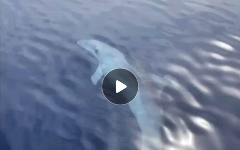 (VIDEO) Ogliastra, le spettacolari acrobazie di un delfino davanti spiaggia Baus a Baunei
