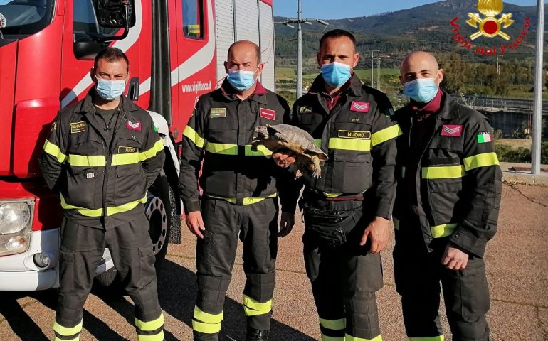 Siniscola, tartaruga tratta in salvo dai Vigili del Fuoco