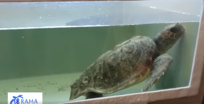 Sardegna: è finalmente salva la tartaruga con la plastica nell’intestino