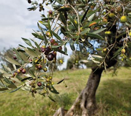 Un albero di ulivo a Villa Devoto per la vittime del Covid. Solinas: «Simbolo di speranza»