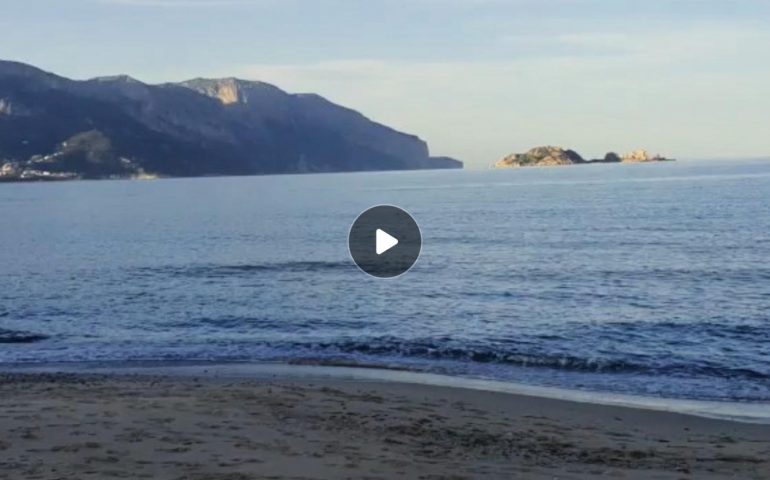 (VIDEO) Ogliastra, i delfini danzano davanti alla spiaggia “La Capannina” di Arbatax
