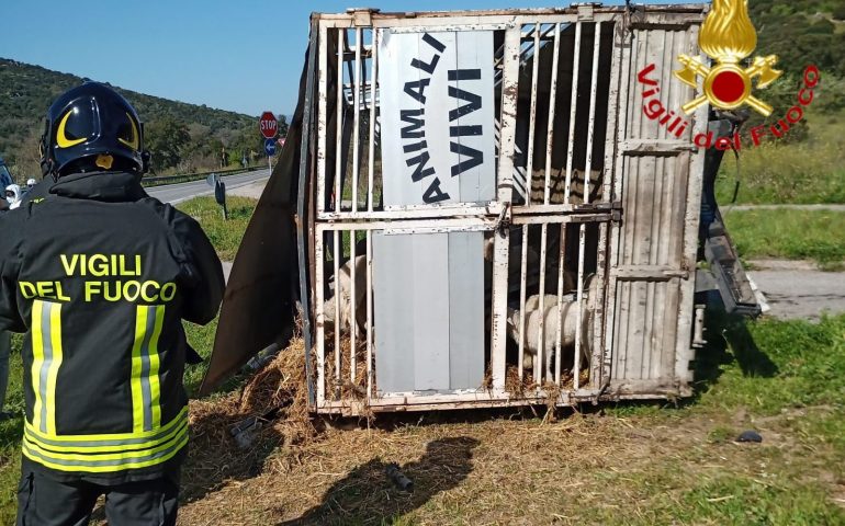 Brutto tamponamento a Oniferi: muoiono gli agnelli trasportati nel furgone