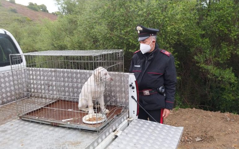 Cucciolo di cane legato con un peso da 1 kg al collo. Denunciato il padrone per maltrattamenti