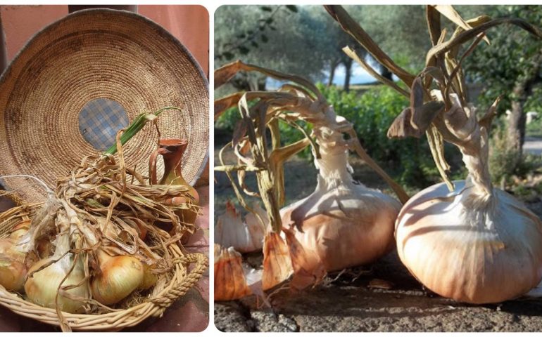 Lo sapevate? In Sardegna cresce una cipolla che non esiste in nessun altro luogo