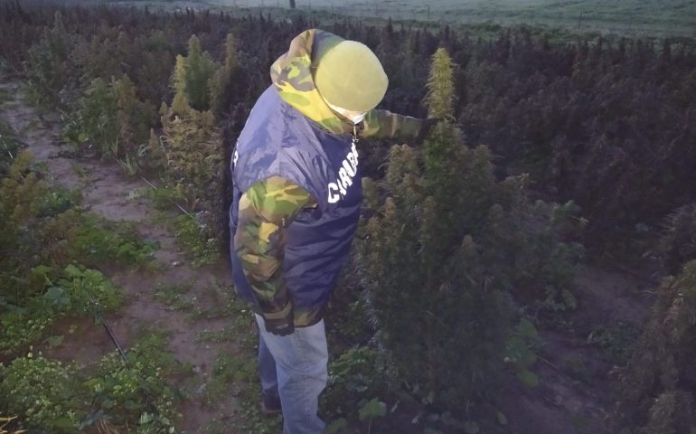 Crea piantagione milionaria di “canapa sativa”, ma il livello di thc è illegale: 21enne di Oliena in manette