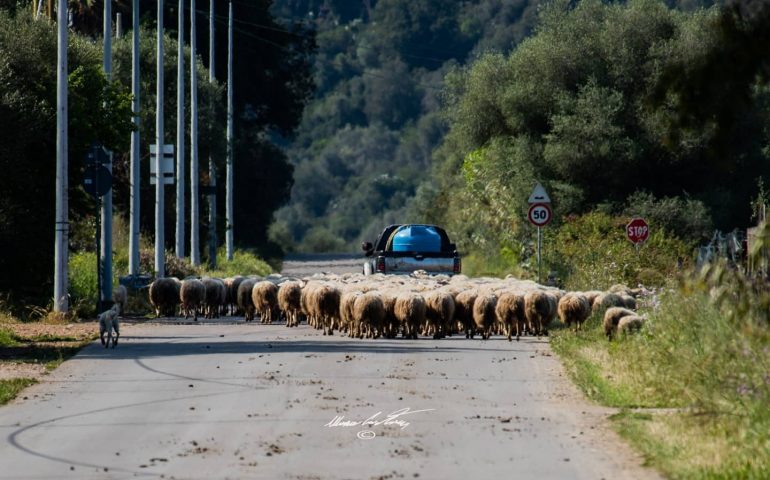 Le foto dei lettori. Traffico rallentato in Ogliastra