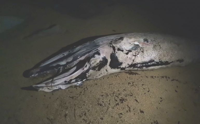 Un anno fa a Bari Sardo veniva trovata una balena morta sulla spiaggia
