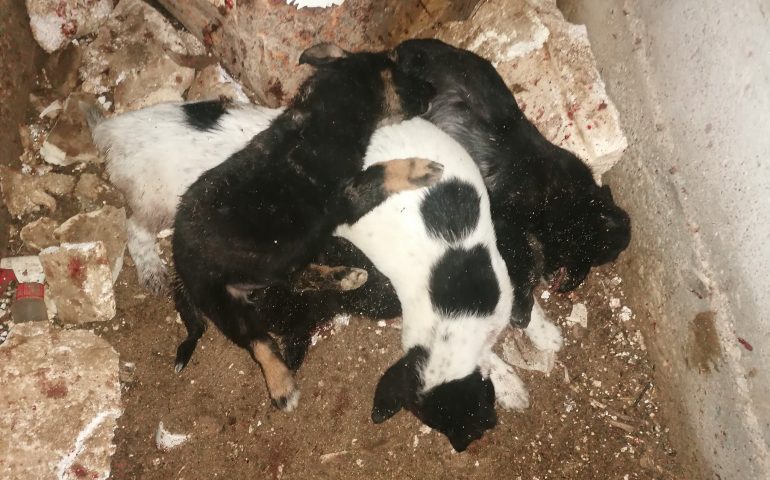 Cucciolata trucidata a Nuoro: la pista è quella dei riti esoterici