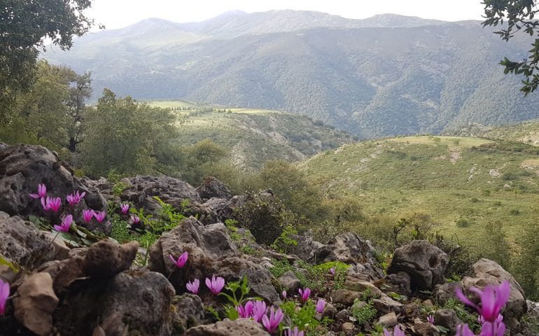 La foto del giorno. La bellezza e delicatezza dei ciclamini primaverili nei monti d’Ogliastra