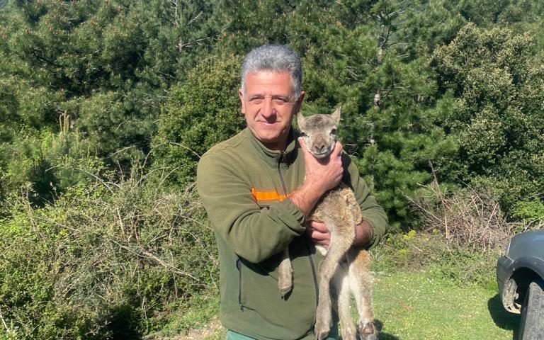 La storia di “Gairuccio” il cucciolo di muflone salvato dai dipendenti Forestas e mamma mufla