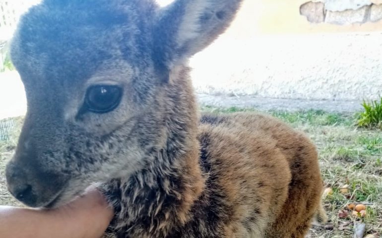 Peggiorano le condizioni del muflone “Gairuccio”: trasferito nel centro veterinario di Monastir