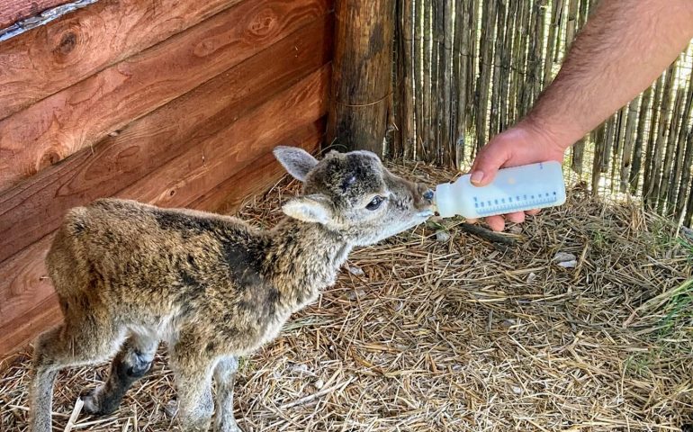 Il cucciolo di muflone “Gairuccio” risponde positivamente alle terapie nel centro fauna selvatica Forestas