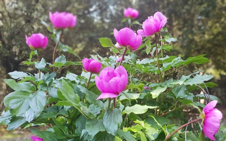 Le foto dei lettori. La grande bellezza della “Rosa di Montagna” (Peonia) nel Monte Tonneri a Seui