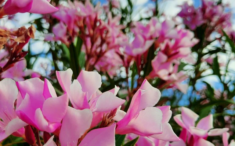 Le foto dei lettori. Esplosioni di colori in Ogliastra nello scatto di Alessia Mascia