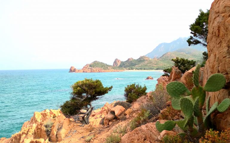 Le foto dei lettori. “La nostra resilienza:come un ginepro sul mare” nello scatto di Antonella Oliviero