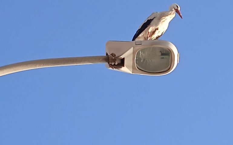 La foto del giorno. La cicogna è arrivata in Ogliastra